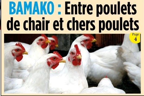 BAMAKO : Entre poulets de chair et chers poulets